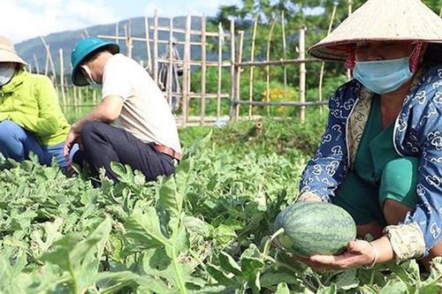Yên Bái chuyển đổi cây trồng trên đất lúa tăng hiệu quả thu nhập cho người dân