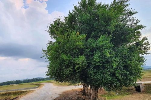 Khởi tố nhóm đối tượng trộm 'cụ' duối trên 100 tuổi ở Hà Tĩnh