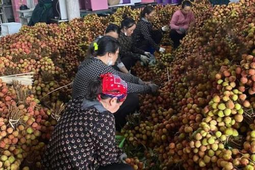 Lục Ngạn (Bắc Giang): Yêu cầu không cho mượn mã vùng trồng, cơ sở đóng gói vải thiều