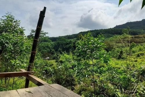 Quảng Ngãi tăng cường các biện pháp cấp bách về phòng cháy, chữa cháy rừng