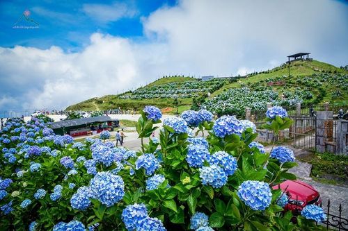 Chiêm ngưỡng vẻ đẹp của hoa cẩm tú cầu trên đỉnh Mẫu Sơn