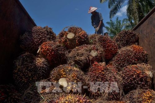 Indonesia sẽ cắt giảm trần thuế xuất khẩu dầu cọ