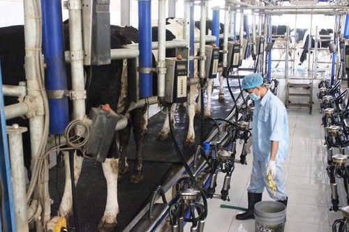 Chăn nuôi công nghệ cao thúc đẩy phát triển kinh tế hợp tác Thủ đô