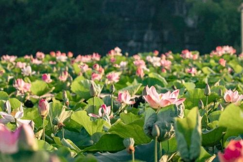 Đầm sen cánh nhỏ nở rộ đẹp lung linh, du khách lặn lội 100km về Ninh Bình chụp ảnh