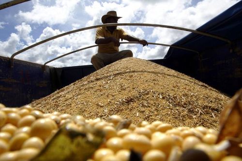 Brazil dự báo thu hoạch ngũ cốc kỷ lục trong năm nay (12/6)