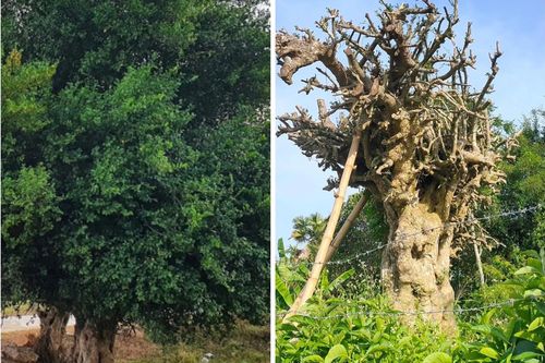 Hành trình truy tìm cây duối cổ hơn 100 năm tuổi bị đào trộm