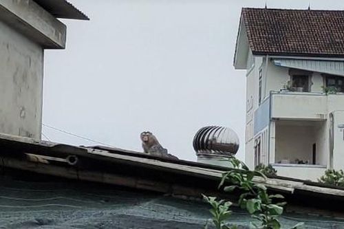 Khỉ đột nhập khu dân cư ở Quảng Trị trộm trứng, dọa trẻ em