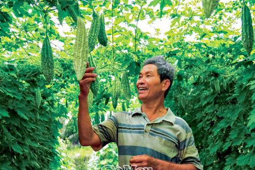 Niềm vui nhà nông