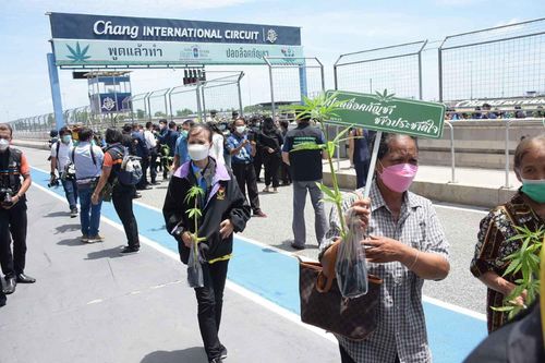 Đổ xô mua cây giống cần sa ở Thái Lan