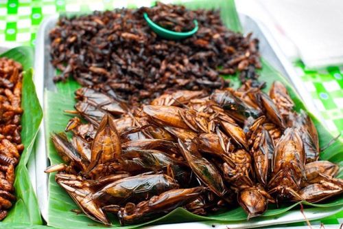 Ăn côn trùng tiềm ẩn nhiều nguy cơ ngộ độc thực phẩm