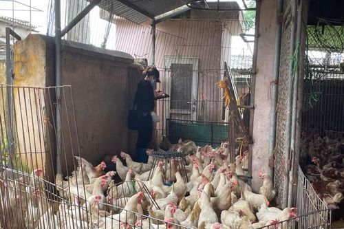 Huyện Thường Tín sớm kết luận sai phạm tại chợ đầu mối gia cầm Hà Vỹ
