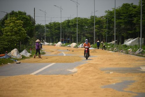 Hà Nội: Người dân chiếm dụng lòng đường thành nơi phơi thóc lúa