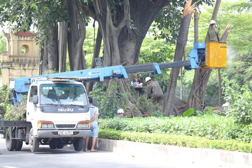Hà Nội chăm sóc 'đặc biệt' cho cây đa tâm linh trăm tuổi