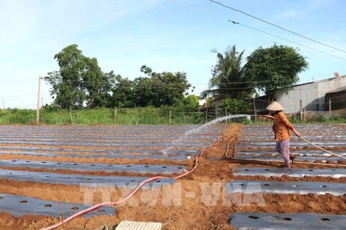 Trà Vinh chuyển đổi cây trồng tăng thu nhập cho nông dân
