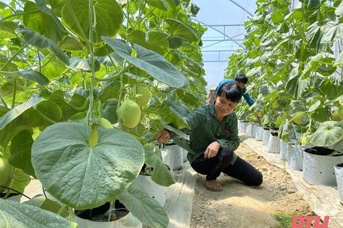 Phát triển nông nghiệp ứng dụng công nghệ cao