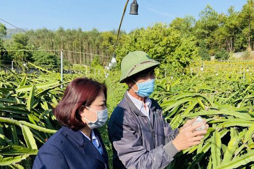 Đừng để 'tấm vé' xuất khẩu trái cây hẹp vì bất cập mã số vùng trồng, cơ sở đóng gói