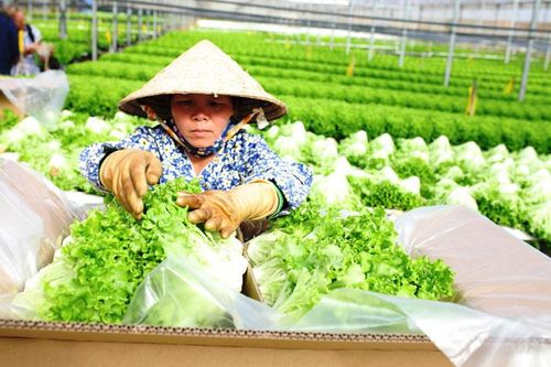 Hợp đồng liên kết sản xuất tiêu thụ nông sản cần sự bền chặt