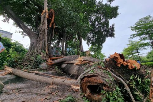 Cây đa trăm tuổi bị gãy nhánh: Sẽ rà soát 'sức khỏe' của cây