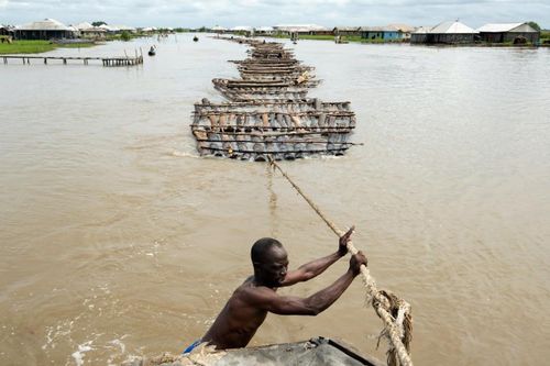 Những khu rừng 'biến mất' tại Nigeria: Khi lâm tặc áp đảo lượng cây