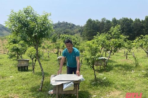Phát triển mô hình nuôi ong lấy mật ở Phượng Nghi