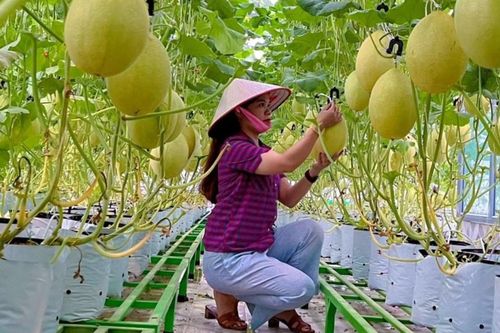 Vườn sân thượng trồng 400 gốc dưa lưới của nữ giám đốc