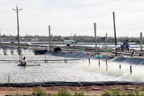 Hơn 1.300ha nuôi tôm ở Sóc Trăng bị thiệt hại do thời tiết bất thường