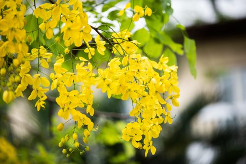 Ngắm nhìn hoa muồng hoàng yến nở vàng rực góc trời Thủ đô