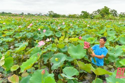 Mùa sen về trên đất Tây Đô