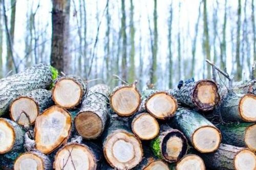Người Latvia xếp hàng xin giấy phép thu gom củi giữa 'bão giá' năng lượng