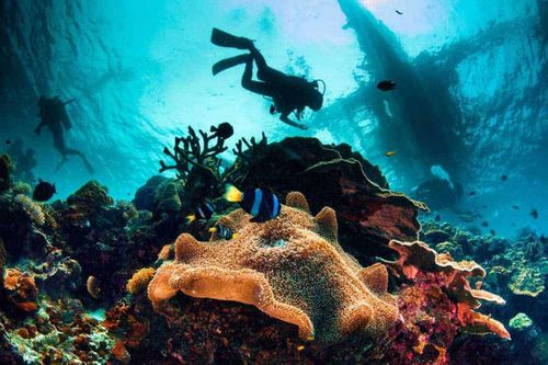 Nhiều tour ngắm san hô được khai thác bừa bãi