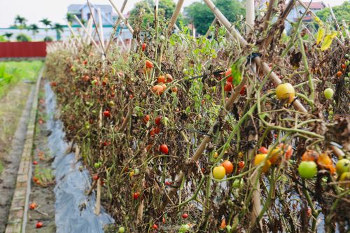 Hàng chục héc ta rau màu của người dân bị hư hại không thể thu hoạch vì úng nước