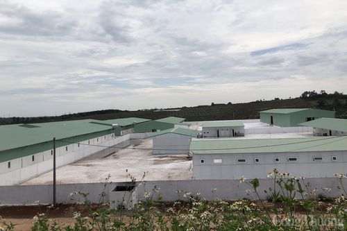Gia Lai: Trang trại nuôi heo 'khủng' xây trái phép trên đất nông nghiệp