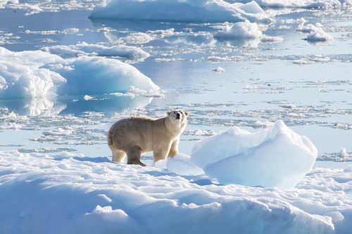 Phát hiện quần thể gấu Bắc Cực mới ở Greenland