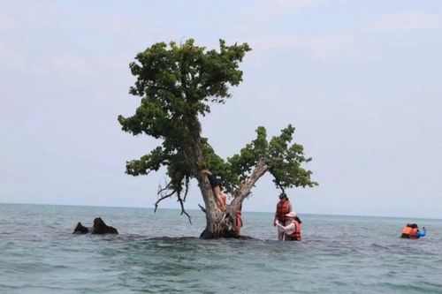 'Cây cô đơn' chết mòn ở khắp nơi