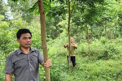 Người ươm mầm cây rừng