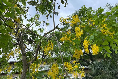 Muồng hoàng yến 'dát vàng' những con phố, Hồ Tây mùa hạ đẹp như tranh