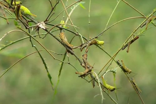 Dịch châu chấu tàn phá hàng trăm ha cây tre mét ở Nghệ An