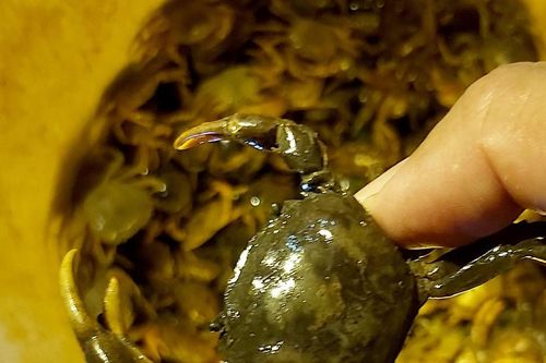 Cua đồng Nghệ An tăng giá từng ngày