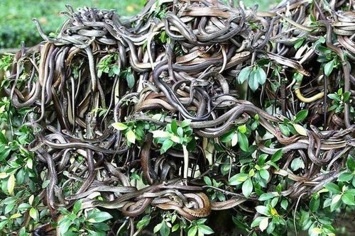 'Hòn đảo tử thần' nơi hàng vạn con rắn độc ngự trị