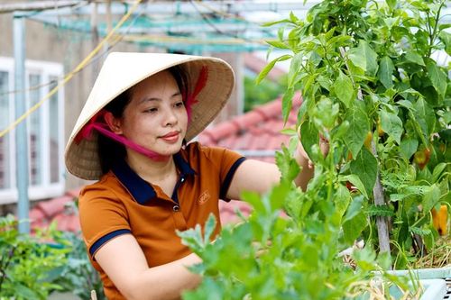 Ngắm khu vườn rau xanh mướt trên tầng cao ở TP.Hà Tĩnh