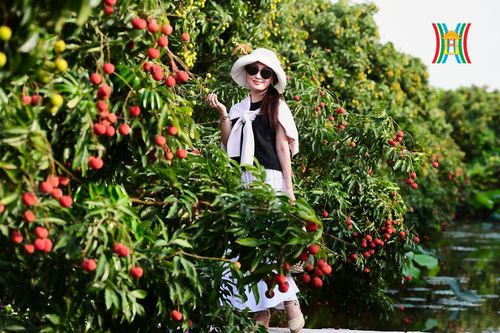 Trải nghiệm độc đáo đi thuyền hái vải tại Thanh Khê (Hải Dương)