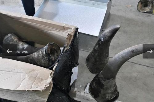 Bắt 'trùm' buôn sừng tê giác, ngà voi, vảy tê tê trị giá 300 tỷ đồng