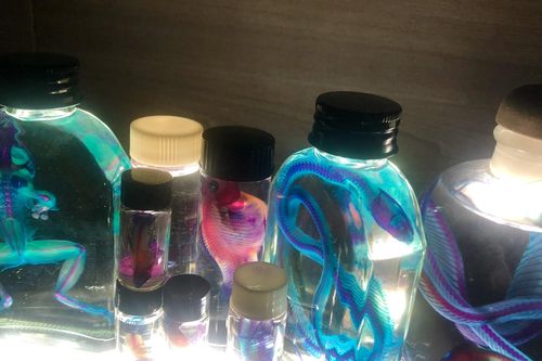 Nam sinh phố núi 'tái sinh' động vật qua hình hài khác