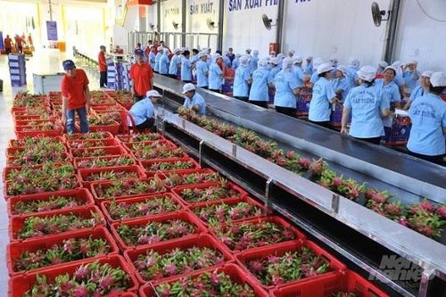 Tỷ lệ lấy mẫu kiểm tra thanh long của EU quá cao: Hiệp hội Rau quả 'kêu cứu'