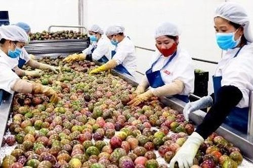 Gia Lai: Tận dụng cơ hội, tạo đột phá xuất khẩu hàng nông sản