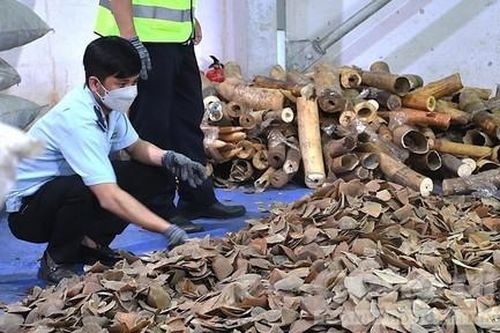 Bắt giám đốc công ty 'ma' liên quan buôn lậu ngà voi, sừng tê giác trị giá 300 tỷ đồng