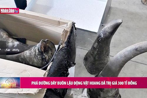 Phá đường dây buôn lậu động vật hoang dã trị giá 300 tỷ đồng