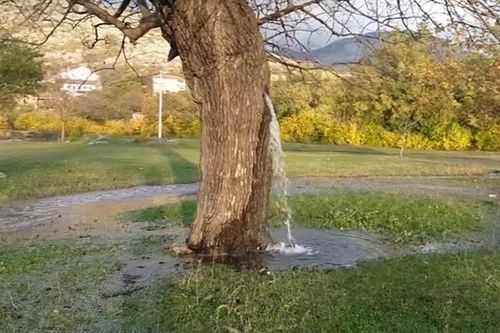 Bí ẩn cây dâu tằm hơn 100 tuổi 'hóa' đài phun nước