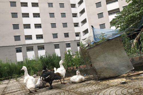 Hàng nghìn căn hộ tái định cư bỏ hoang