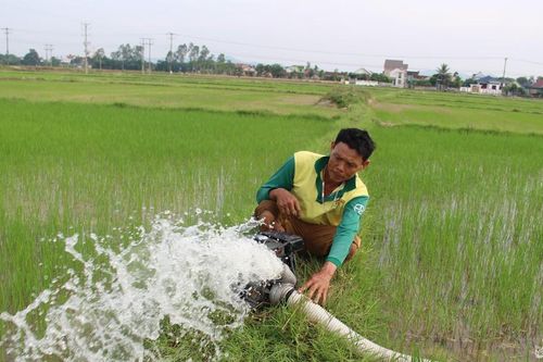 Nghệ An: Tích cực cứu lúa ở vùng cuối kênh bị hạn hán
